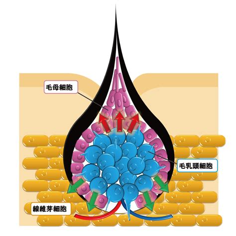 奶頭毛|乳頭毛